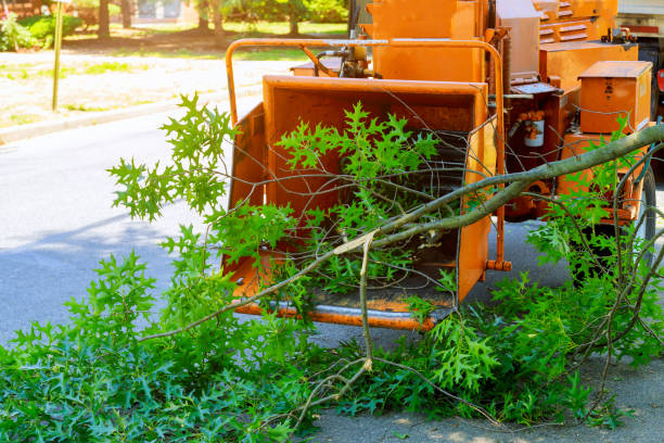 Best Tree Preservation Services  in Cranford, NJ