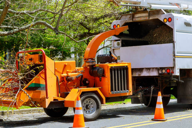 Leaf Removal in Cranford, NJ