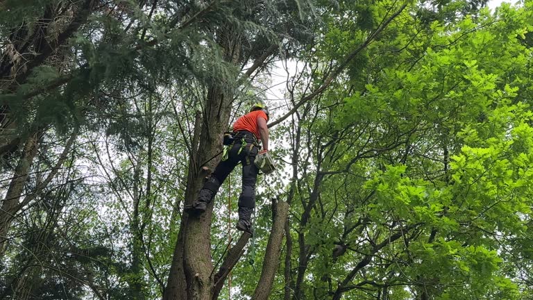 Trusted Cranford, NJ Tree Services Experts