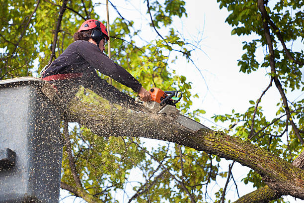 Best Tree Disease Treatment  in Cranford, NJ