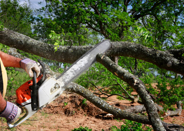 How Our Tree Care Process Works  in  Cranford, NJ